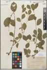 Foto von Salix myrsinifolia Salisb.